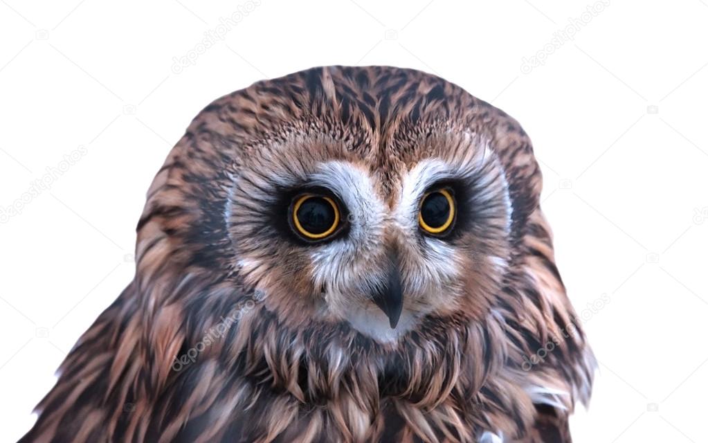 Short-eared owl portrait