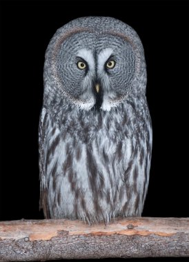 siyah üzerine izole büyük gri baykuş