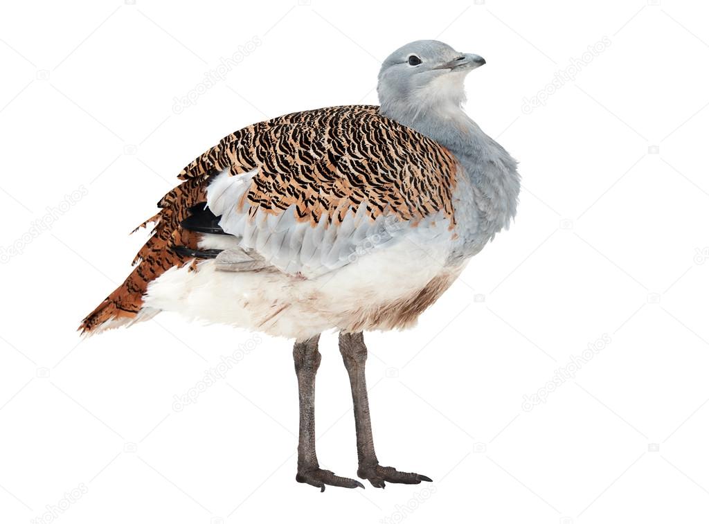 Great Bustard, the largest bird of southern and central Europe, isolated on white