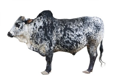 Hint öküzü