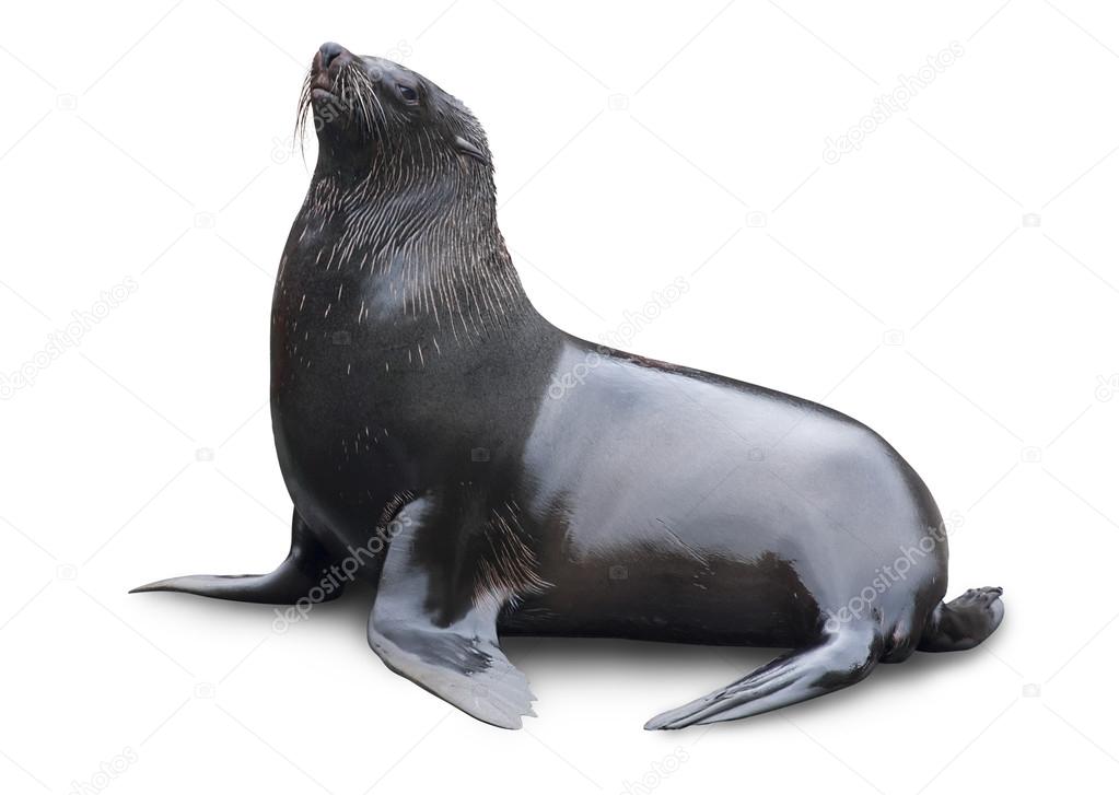 Brown fur seal