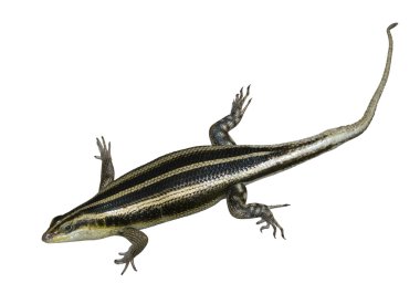 Afrika skink