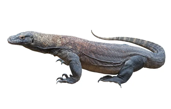 Komododrache — Stockfoto