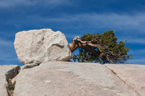 Arbre tombé sur une colline de pierre à Yosemite — Photo
