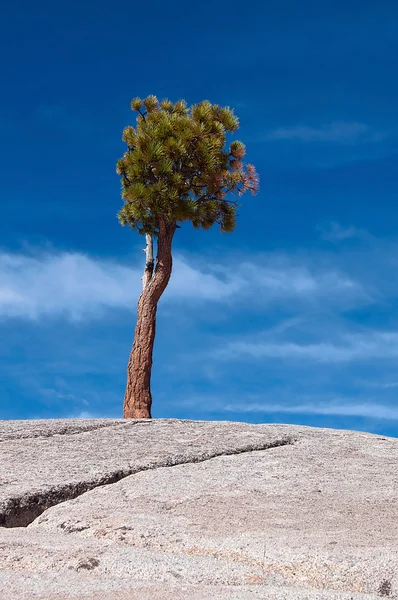 Одинокое дерево на каменном холме — стоковое фото