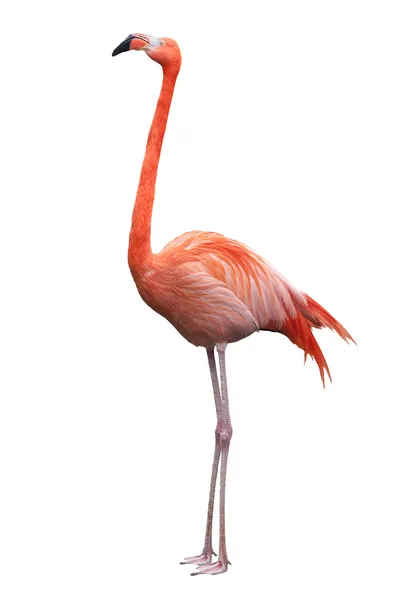 Amerikaanse flamingo Stockfoto