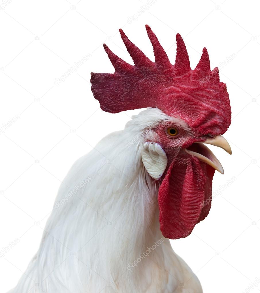 nagy piros kakas