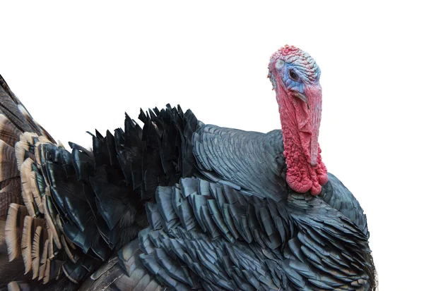 Portrait of turkey — Stock Photo, Image