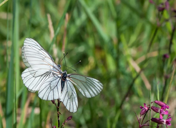 Dua kupu-kupu putih berpembuluh hitam pada satu bunga — Stok Foto