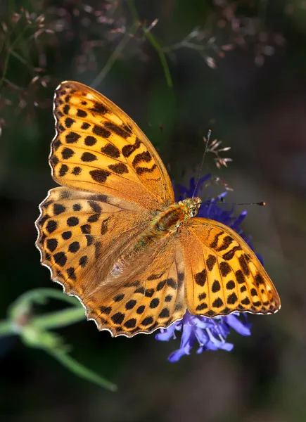 Silver-washed Fritillary on a blue flower — Stock Photo, Image