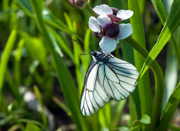 Żyłkami czarny biały motyl na biały kwiat — Zdjęcie stockowe