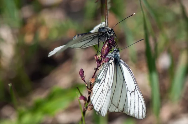 Dua kupu-kupu putih pada satu bunga — Stok Foto