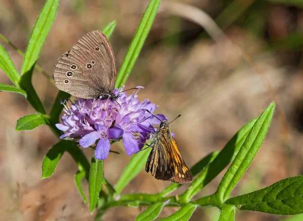 Дві метелики на одній квітці Ліцензійні Стокові Фото