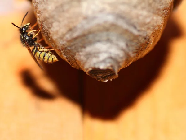 Saxon Wasps — Stock Photo, Image