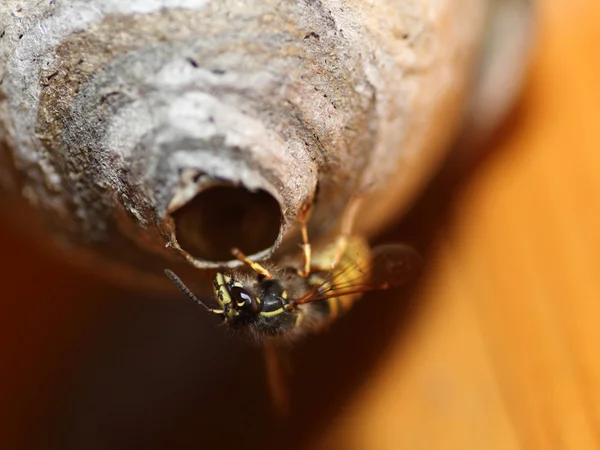 Saxon Wasps — Stock Photo, Image