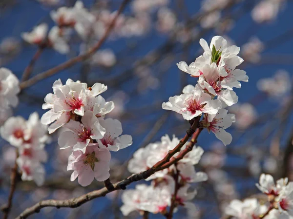 Almond blossom — Stock Photo, Image