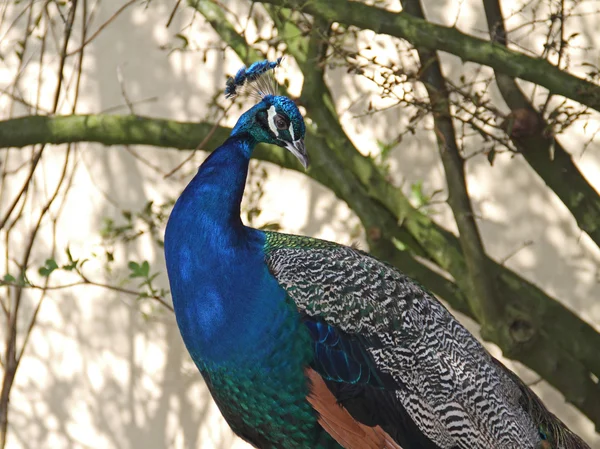 Peacock — Stock Photo, Image