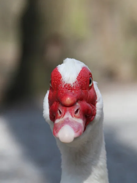 Wrat-eend — Stockfoto