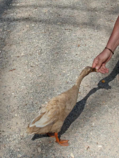 Walking duck — Stock Photo, Image