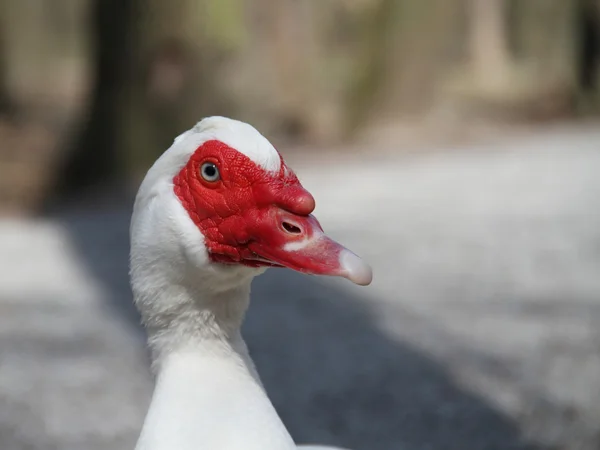 疣贅アヒル — ストック写真