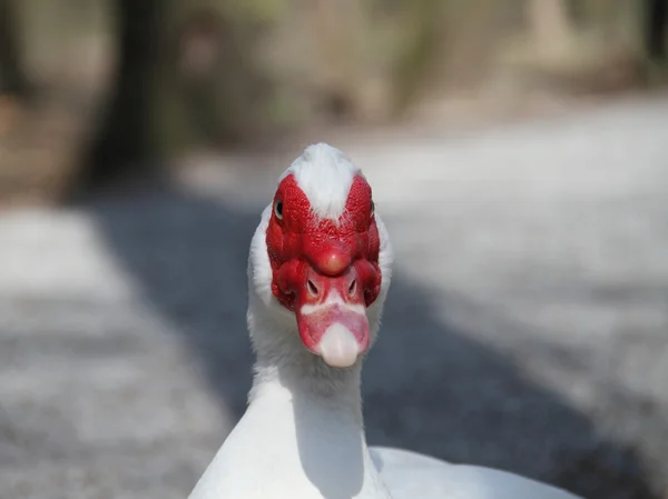 Pato de verruga — Foto de Stock