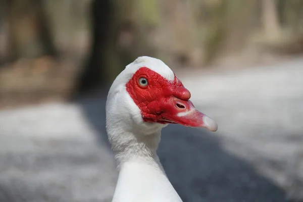 Wart-duck — Stock Photo, Image
