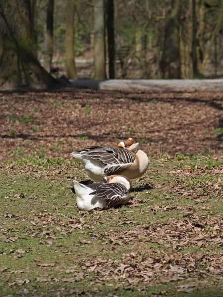 Höckergans — Stockfoto