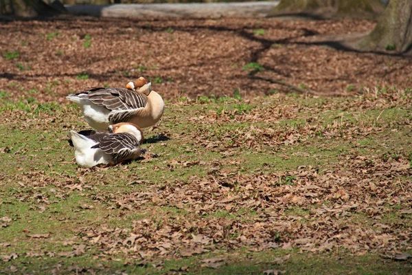 Hump-Goose — Stock Photo, Image