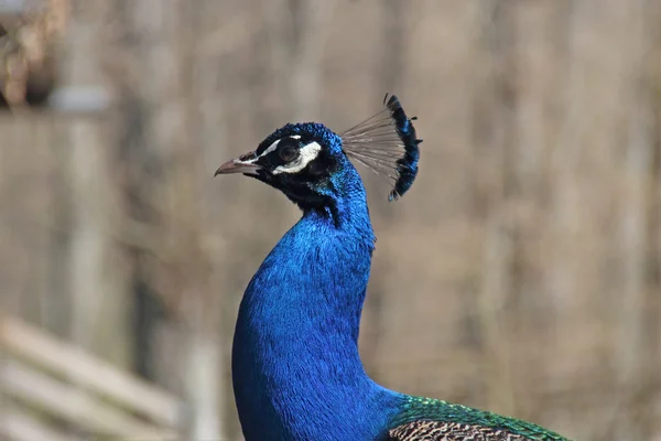 Peacock — Stock Photo, Image