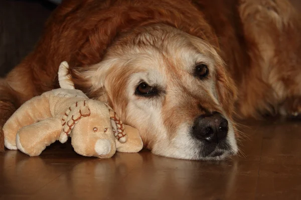 Golden Retriever Stockfoto