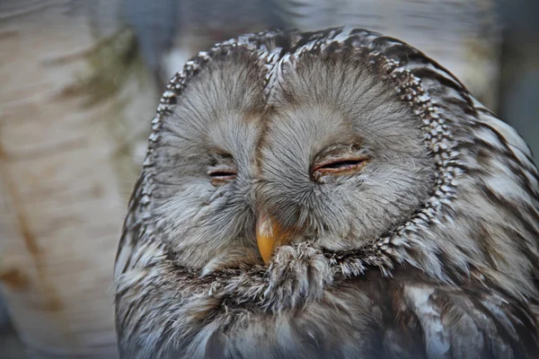 Slumbering owl — Stock Photo, Image