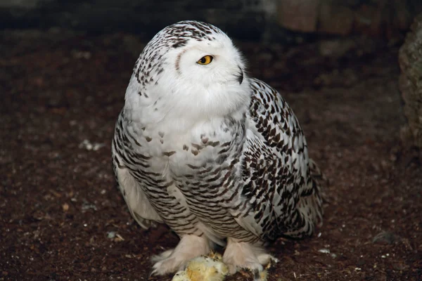 One owl — Stock Photo, Image