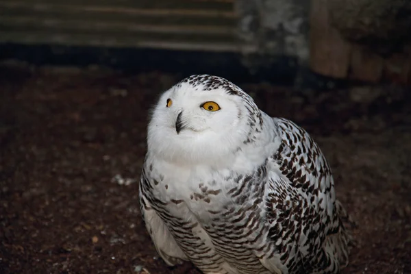 One owl — Stock Photo, Image