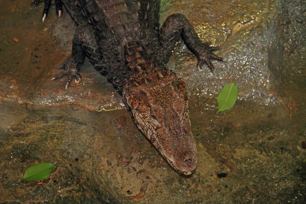 Alligator — Stock Photo, Image