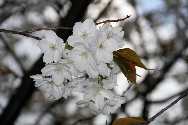 Springtime — Stock Photo, Image