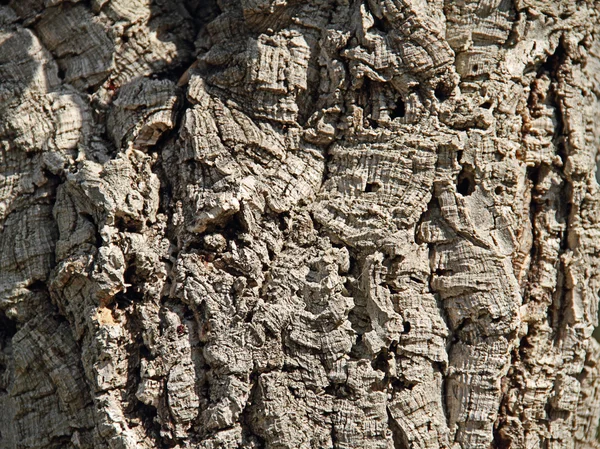 Cork oak — Stock Photo, Image