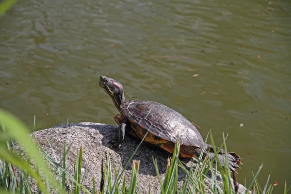 Water turtle — Stock Photo, Image