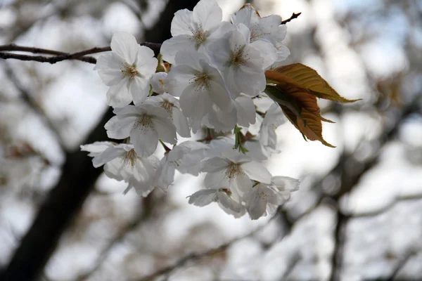 Springtime — Stock Photo, Image