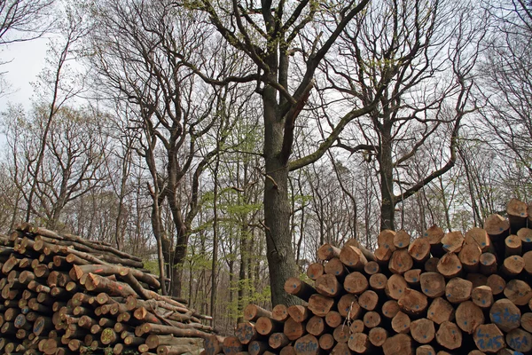 Leśnictwo — Zdjęcie stockowe