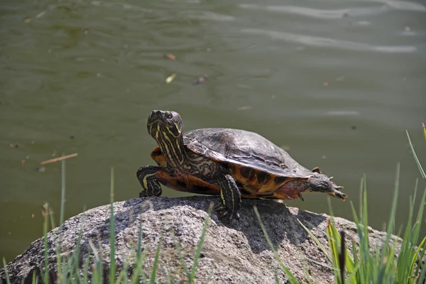 Water turtle — Stock Photo, Image