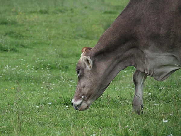 Grå ko — Stockfoto