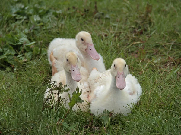 Fluffy ducks — Stock Photo, Image