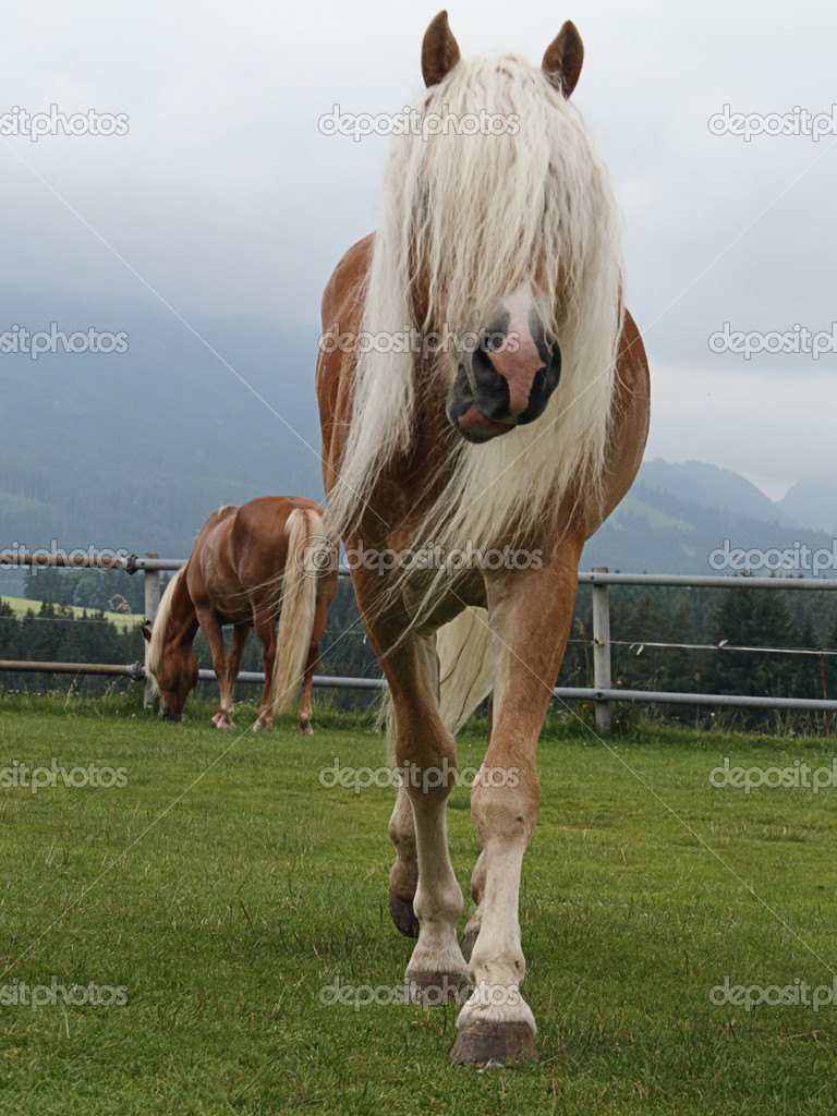 haflinger at