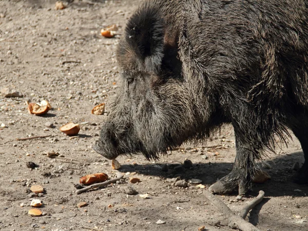 Wildschweine — Stockfoto