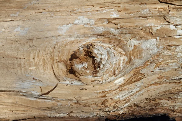 Grano de madera —  Fotos de Stock