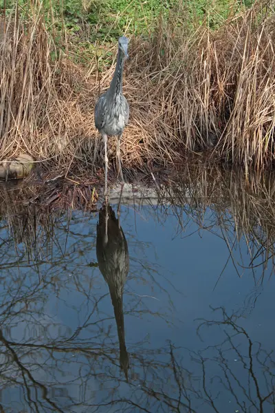 Amerikaanse heron — Stockfoto