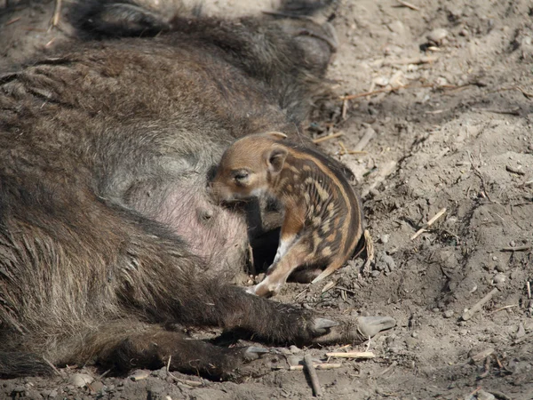 Young boars — Stock Photo, Image