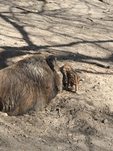 Jungschweine — Stockfoto