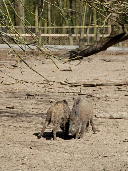 Young boars — Stock Photo, Image