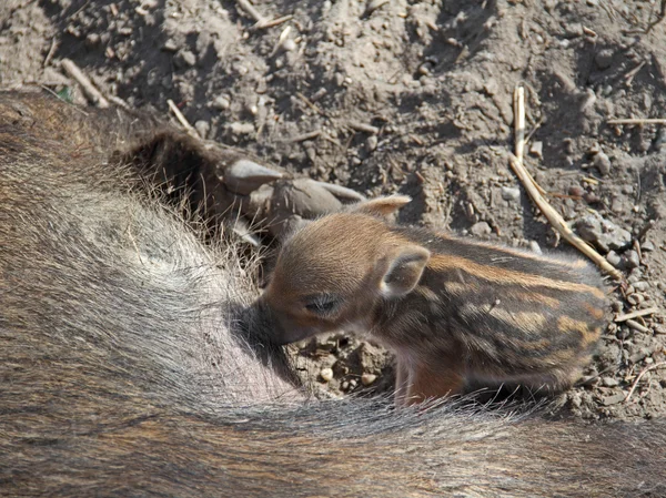 Young boars — Stock Photo, Image